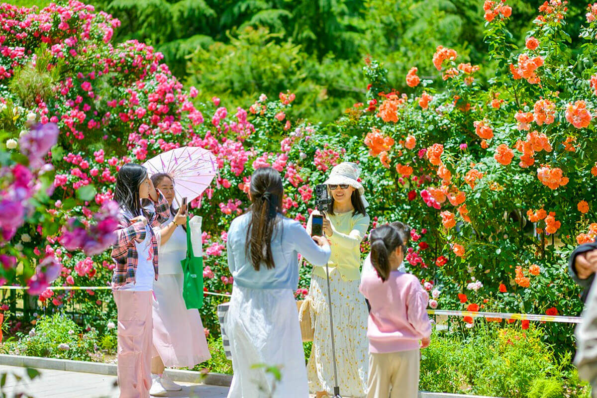 山东临沂：万株月季竞相绽放 市民徜徉“浪漫花海”